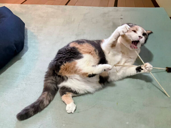 スコティッシュフォールド猫ペットシッター