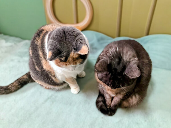 スコティッシュフォールド猫ペットシッター