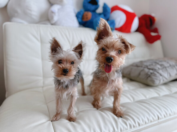 小型MIX犬、ヨークシャテリアペットシッター