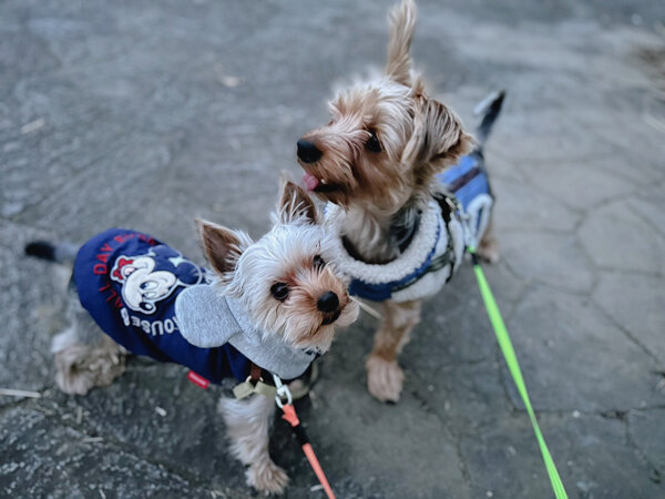 小型MIX犬、ヨークシャテリアペットシッター