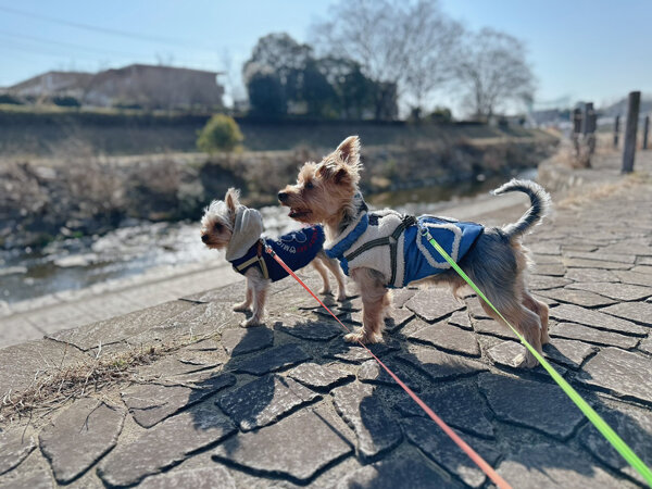 小型MIX犬、ヨークシャテリアペットシッター