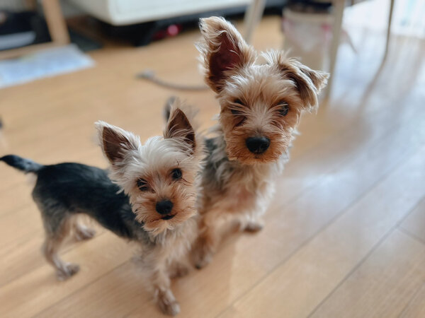 小型MIX犬、ヨークシャテリアペットシッター