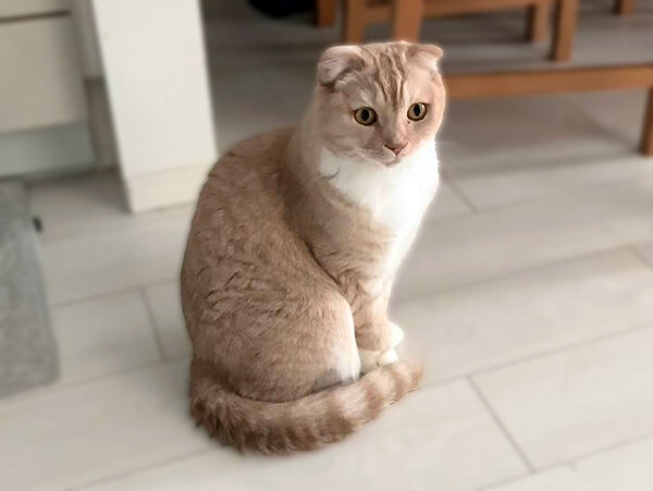 猫ペットシッター