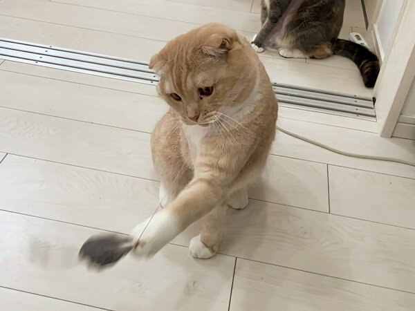 猫ペットシッター