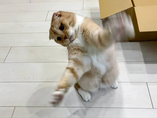 猫ペットシッター