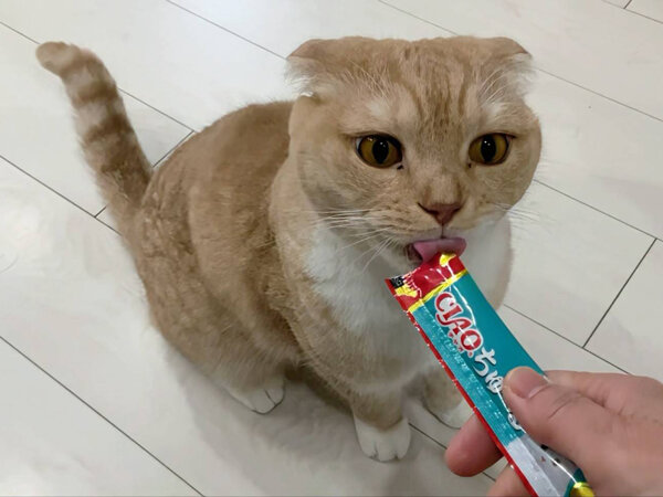 猫ペットシッター