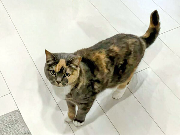 猫ペットシッター