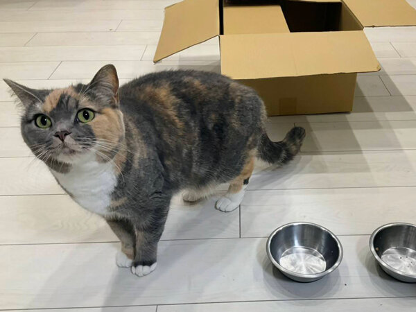 猫ペットシッター