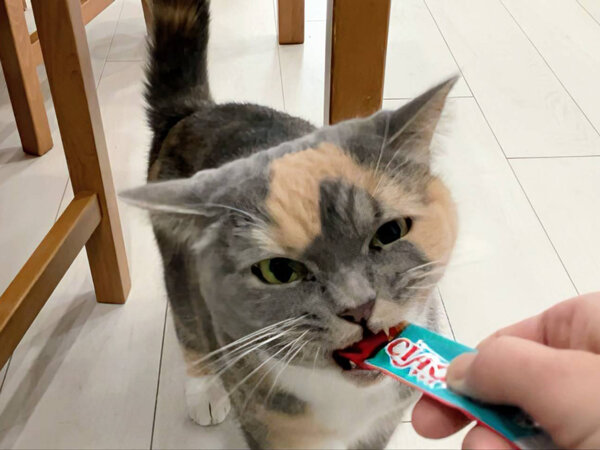 猫ペットシッター