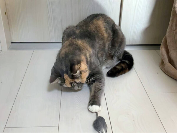 猫ペットシッター