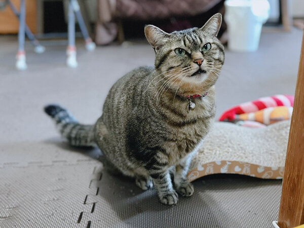 猫ペットシッター