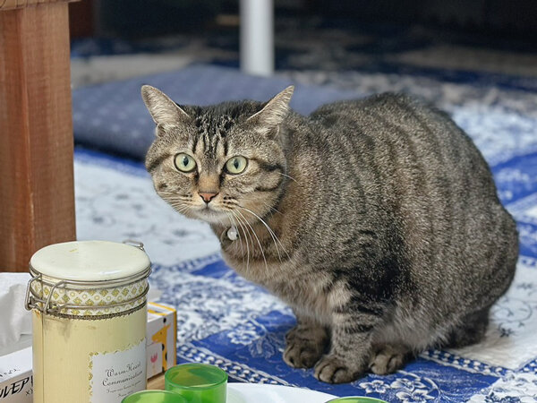 猫ペットシッター