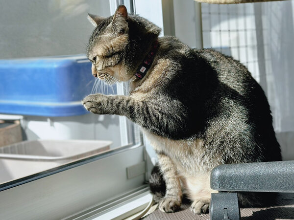 猫ペットシッター