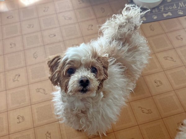 小型犬マルチーズ×トイプードルペットホテル