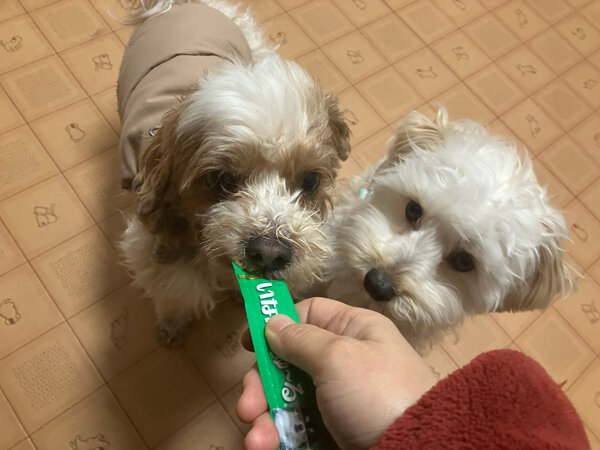 小型犬マルチーズ×トイプードルペットホテル