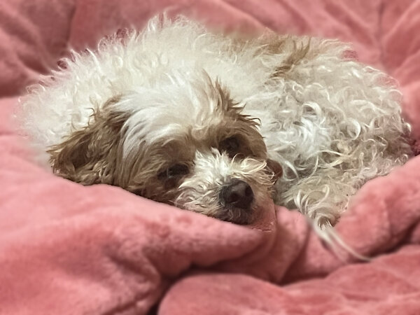 小型犬マルチーズ×トイプードルペットホテル