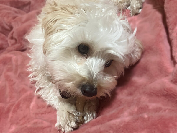 マルチーズ×トイプードルのMIX小型犬ペットホテル