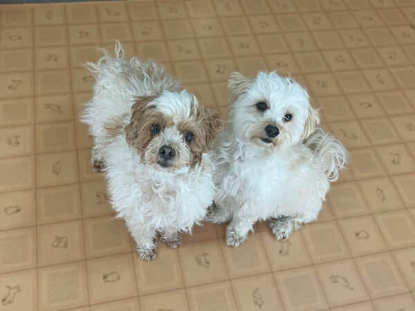 マルチーズ×トイプードルのMIX小型犬ペットホテル