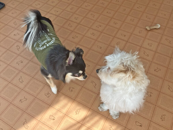 マルチーズ×トイプードルのMIX小型犬ペットホテル