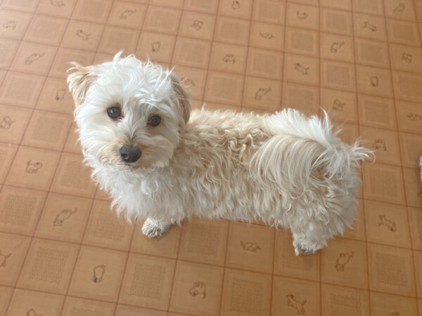 マルチーズ×トイプードルのMIX小型犬ペットホテル