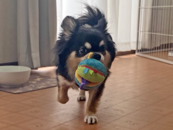 チワワ×マルチーズ小型犬ペットホテル