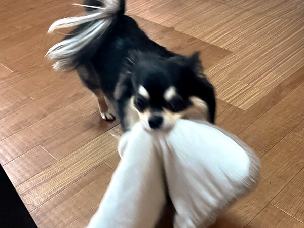 チワワ×マルチーズ小型犬ペットホテル