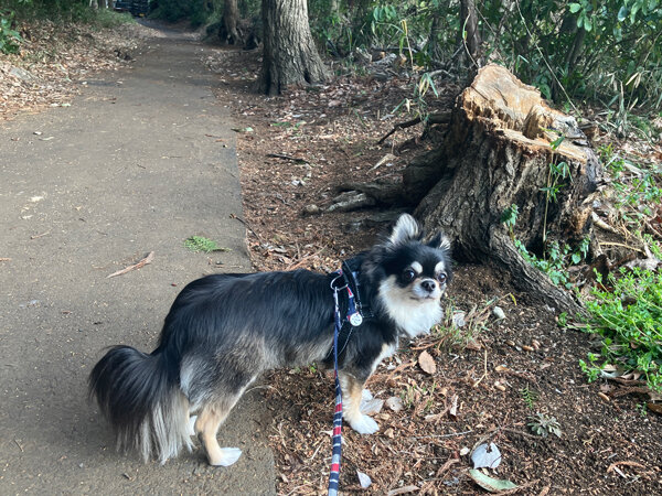 チワワ×マルチーズ小型犬ペットホテル