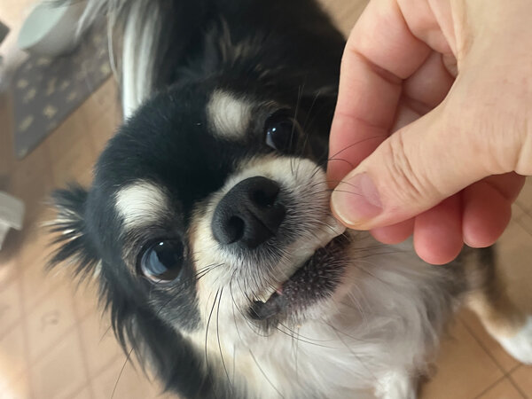 チワワ×マルチーズ小型犬ペットホテル