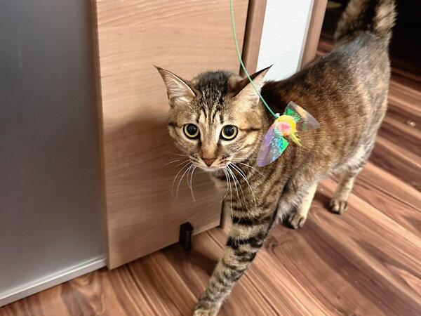 猫ペットシッター