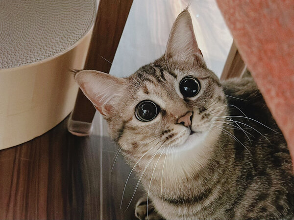 猫ペットシッター