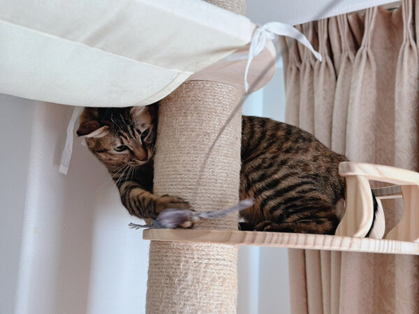 猫ペットシッター