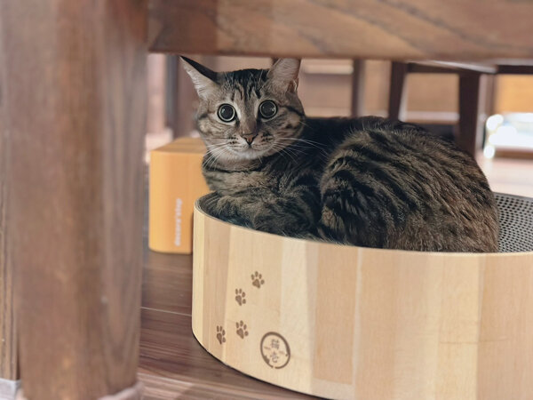 猫ペットシッター