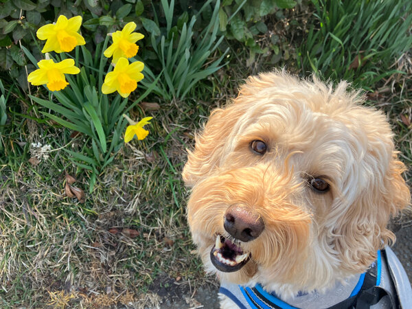 中型MIX犬オーストラリアンラブラドゥードルペットホテル