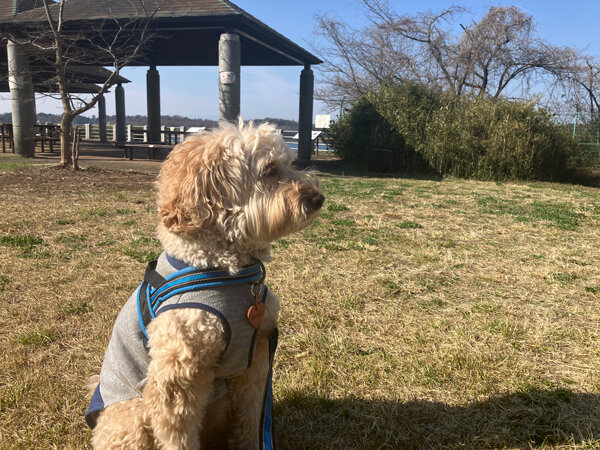 中型MIX犬オーストラリアンラブラドゥードルペットホテル