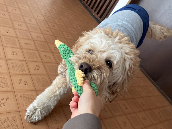 中型MIX犬オーストラリアンラブラドゥードルペットホテル