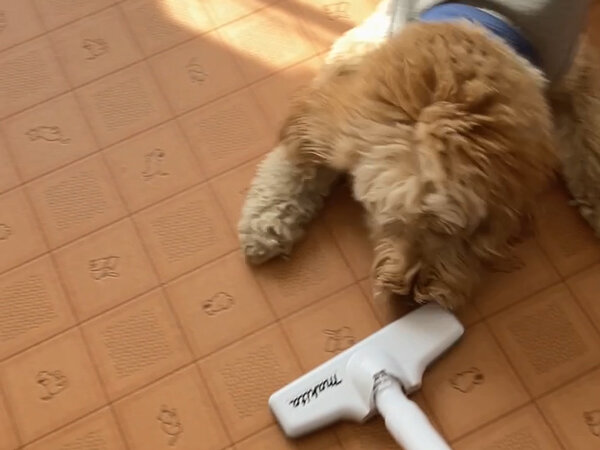 中型MIX犬オーストラリアンラブラドゥードルペットホテル