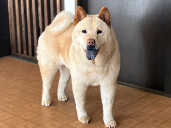 中型犬チャウチャウ×柴犬ペットホテル