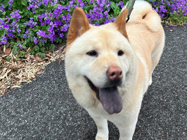 中型犬チャウチャウ×柴犬ペットホテル