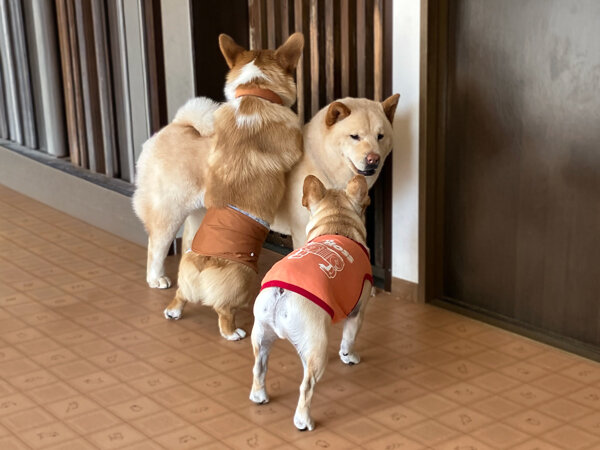 中型犬チャウチャウ×柴犬ペットホテル