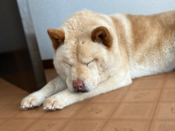 中型犬チャウチャウ×柴犬ペットホテル