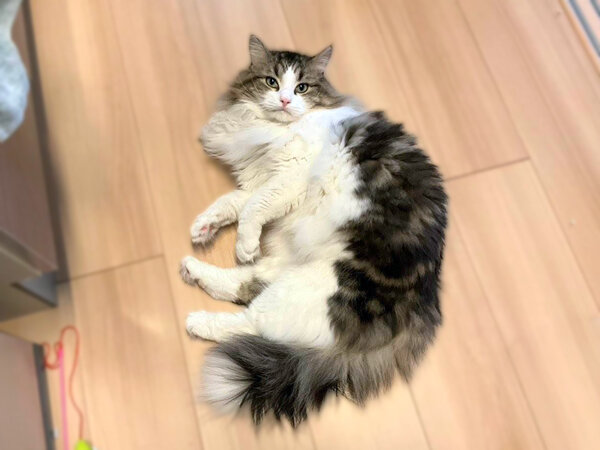 ノルウェージャンフォレスト猫ペットシッター