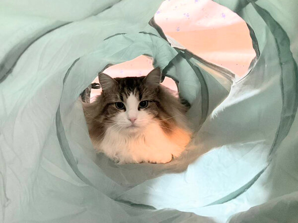 ノルウェージャンフォレスト猫ペットシッター