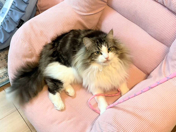 ノルウェージャンフォレスト猫ペットシッター