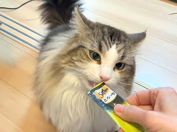 ノルウェージャンフォレスト猫ペットシッター