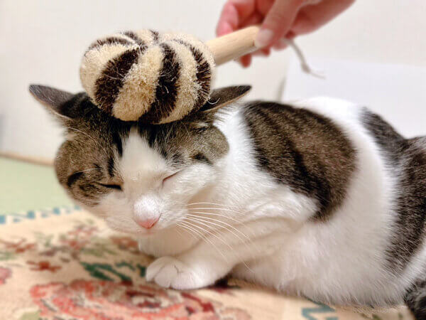 猫ペットシッター