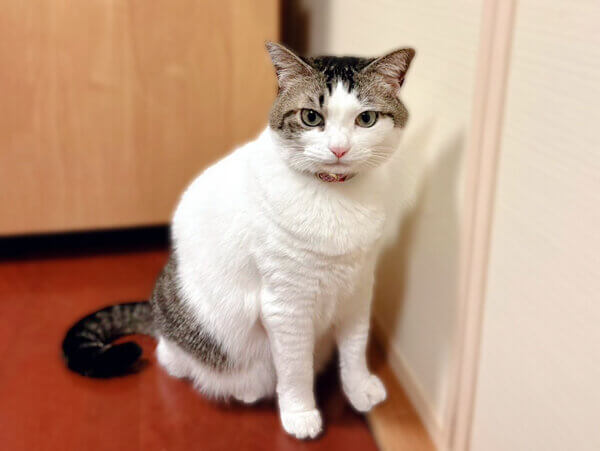 猫ペットシッター