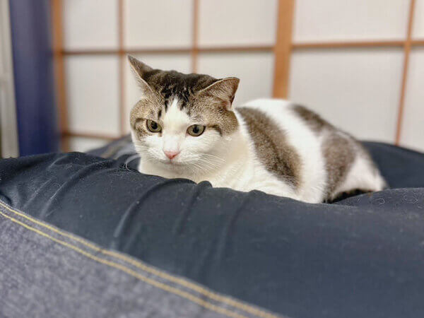 猫ペットシッター