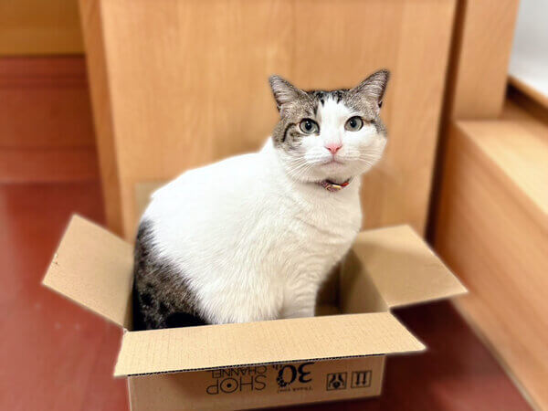 猫ペットシッター