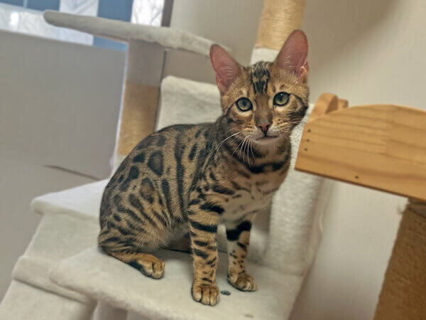 ベンガル猫のペットシッター