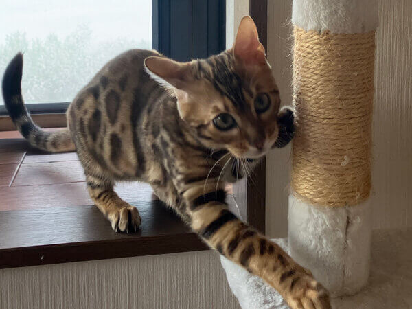 ベンガル猫のペットシッター